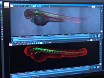 Video: A Layered Mounting Method for Extended Time-Lapse Confocal Microscopy of Whole Zebrafish Embryos