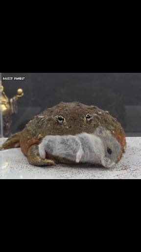 Giant bullfrogs eat small hamsters | Insect Forest
