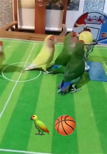 Adorable Parrots Playing Basketball Compilation