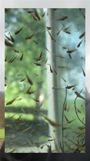Carp Frying Techniques for Successful Fishing