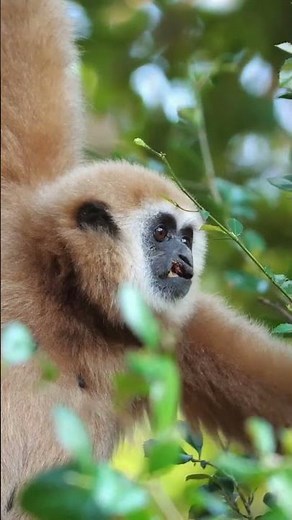 How Primates Mastered Brachiation