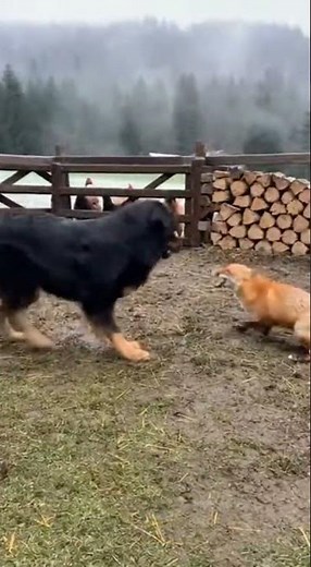 Hovawart: Guardian of the Black Forest