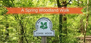 Combe Woods Woodland Walk Near Honiton In Devon