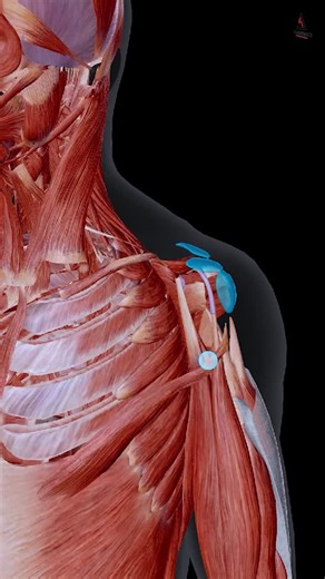 💥 Shoulder Pain When You Lift? Test It First—Then Fix It 💥 If raising your arm gives you that deep pinch, your shoulder joint might be stuck—and your rotator cuff is paying the price. 🧪 Start with These Tests: 📍 Clearing Test – Hand on opposite shoulder, lift the elbow. Pain = joint isn’t clearing space. 📍 Hawkins-Kennedy – Arm up, elbow bent, rotate inward. Sharp pinch = impingement. Now fix the cause—not just the symptoms: 🛠️ Banded Posterior Mobs Opens the back of the shoulder capsule s