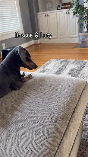 Olee Poole | Roscoe P Coltrane… #dachshund | Instagram