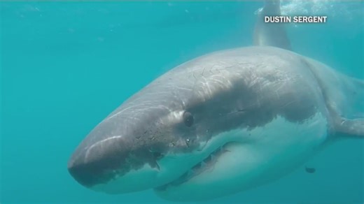 Great white shark sighting sparks curiosity among San Diego-area beachgoers