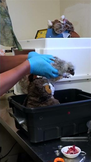 Baby Great Horned Owls Have the Cutest Dinner Time Routine