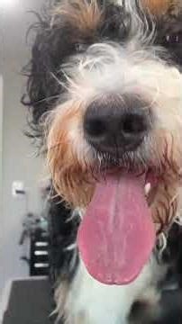 Beaumont - Bernadoodle #doggroominglife #grooming