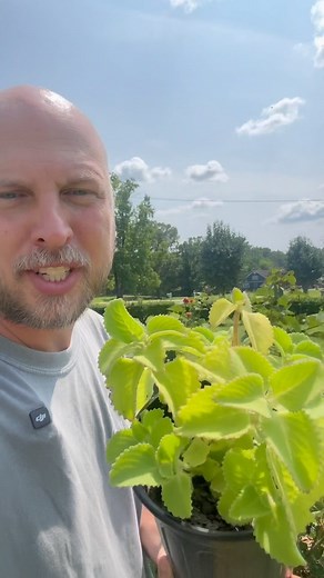 How to harvest and store your Oregano #harvest #growyourownfood #gardening #plants #plant #oregano #garden #homestead #homesteading #homesteadinglife | Salty Acres