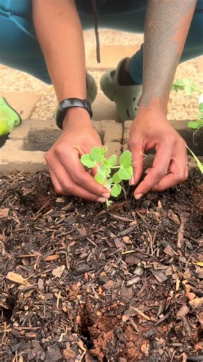 Benefits of Companion Planting Peas with Corn