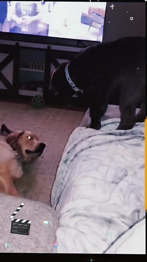 #love #fyp #funny #funny #pey #cat #cat