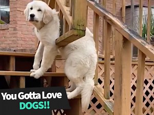 589K views · 1.1K reactions | How can you not love dogs after watching this! ❤️ | Animal Antics | Facebook