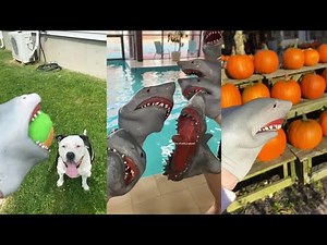Funny Shark Puppet Tik Tok 2021 | Shark Puppet Clips - Best Funny Vines