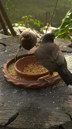 birds chirping outside sound effect