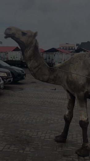 Exploring the Unique Attributes of a Majestic Camel