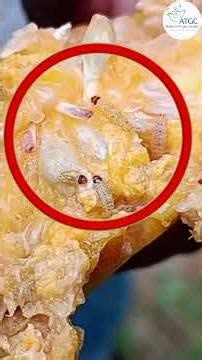 शीघ्र कार्रवाई करें - Akarsh ME पेस्ट से फल मक्खियों को नियंत्रित करें!#akarshme #fruitfly #kinnow