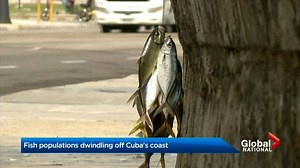 Fish populations dwindling off Cuba’s coast