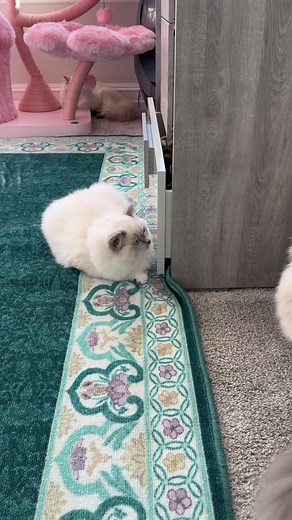 The clouds are fighting | Pearl's Ragdolls