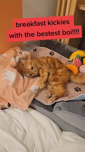 Breakfast Kicks with Breakfast Cats - Cute Pet Moment