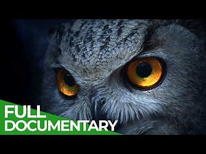 A Night in the Wild: Life After Dark | Free Documentary Nature