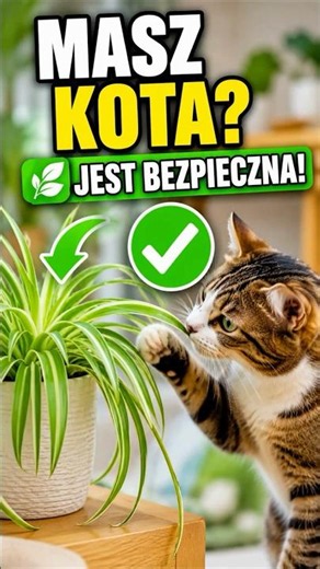 Ta roślina jest BEZPIECZNA dla kota! ⭐#kot #koty #kotpsot #shorts #zielistka #pets