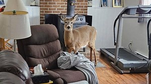 See what happens when a deer smashes its way through a New Brunswick household | CBC News