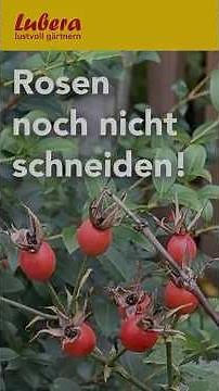 Don't prune the roses in autumn yet!