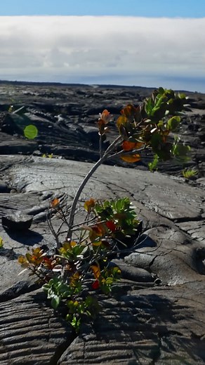 Ōhiʻa Lehua: Pioneer Tree on New Lava Landscapes