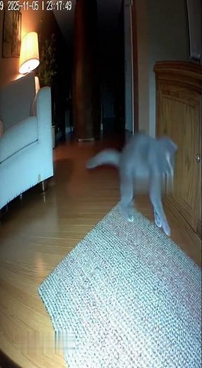 Cat FAILS Epic Mouse Hunt! 🐱🐭Cat vs. Mouse CCTV #funny #cat #catvideos #funnycat #aivideo#sora