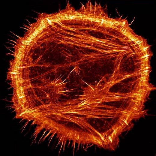 Sunshine on the Cytoskeleton