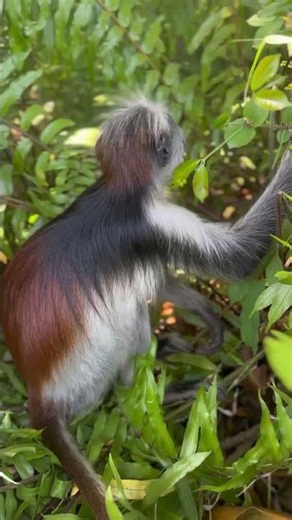 Observing Colobus Monkeys in Their Natural Habitat