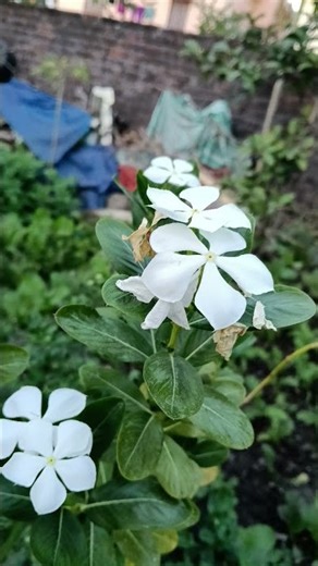 #motivation #premanandjipravachan #inspiration #love