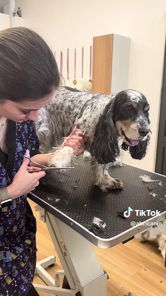 Toilettage de Cocker Anglais avec Hippie