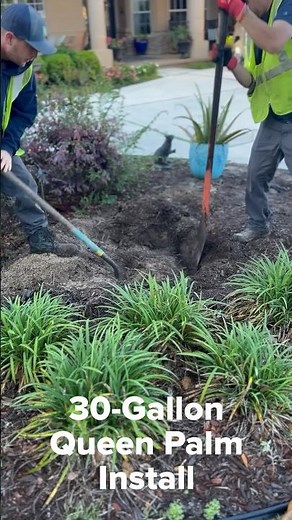 Part I: Proper Planting of 30-Gallon Queen Palm