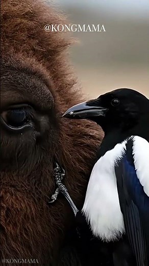 Gentle Groomers: How Magpies Help Bison Thrive in the Wild #magpie #bison