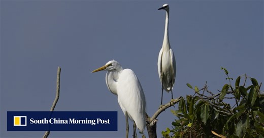 What bird is that? Free app for Android, iOS will tell you by analysing its song or look