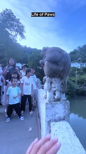 🐒 Meet the World’s Smartest Monkey! 😱 | Life of Paws