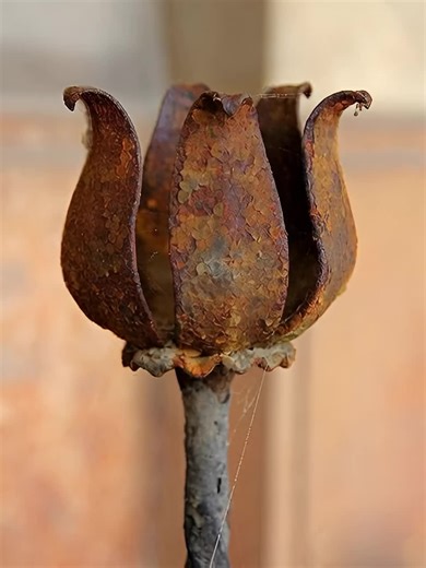 Instant Rust Removal Spray Review