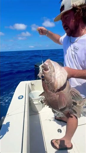 200 Miles from Home: Decent Grouper Deep Drop #fishing#explore #DeepDropFishing#OffshoreFishing