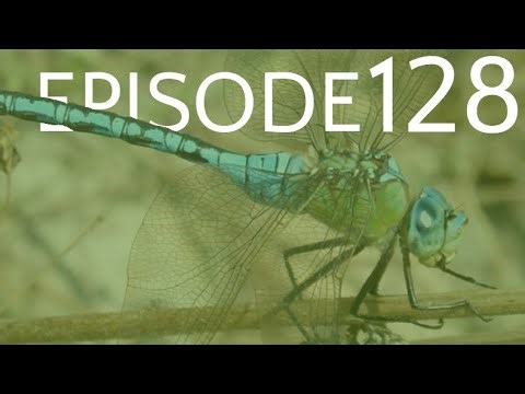 Episode 128 - Odonata - The Dragonflies & Damselflies