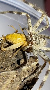 Check out this stunning spider from the land Down Under! 🌏🕷️ This is one of my Murray’s Banded Huntsman spiders (Holconia murrayensis), and their growth is nothing short of incredible. They seem to be moulting every few weeks, and with that rapid growth comes an equally big appetite! • #HuntsmanSpider #SpiderLovers #ArachnidAdventures #WildAustralia #MurraysBandedHuntsman #Holconiamurratensis #reels #instagram #viral # #FeedingTime #SpiderCare #Australian #arachnid #spider #spidersofinstagram 