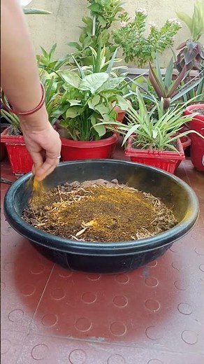 Dieffenbachia plant ki Repooting ❤||@yogitaplanthub|| #information #garden