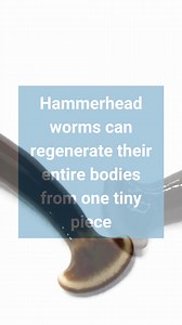 6.4K views | Bask in the slimy glory of the hammerhead worm, with its alien-like appearance and predatory habits. These creatures, not native to many areas, can grow up to 18 inches long and disrupt local ecosystems by preying on earthworms essential for soil health. Have you ever run into one of them? Learn more: https://animals.howstuffworks.com/animal-facts/hammerhead-worms.htm?utm_source=facebook | Howstuffworks | Facebook