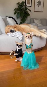 24K views · 374 reactions | I can't stop watching this 藍藍 #dog #cats #funnydogs #rottweiler #chihuahua #funnydogs #LOLAnimalss #AI | The LOL Factory | Facebook
