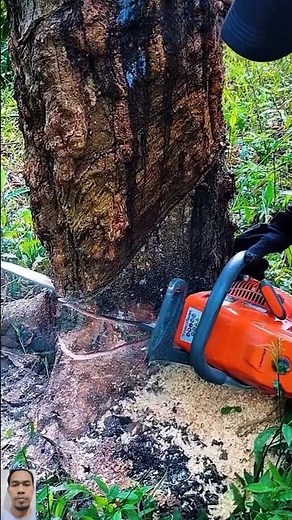 First Step in Tree Felling 🌳 | Proper Notching Technique