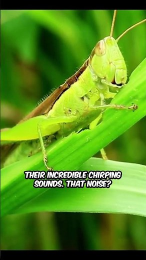 Amazing Grasshopper Facts