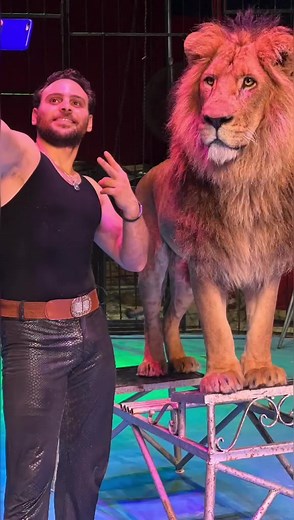 Captivating Lion and Leopard Encounters in Circus Setting