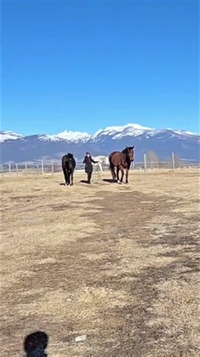 Driving Two Horses Simultaneously #shorts