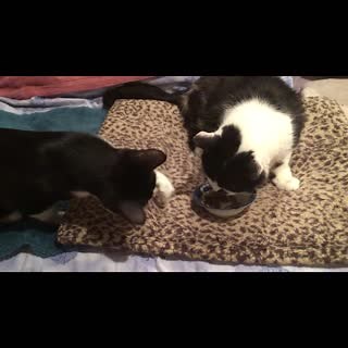 69K views · 3.4K reactions | Cat’s digestive systems are extremely sensitive and evolved for a very specific diet. From foods that are absolute no-no’s to some that will cause stomach upset, in this video I lay it all out on the table! Check out the full video here: https://youtu.be/HlHTsHAPxEo | Jackson Galaxy | Facebook