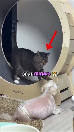 When Cats and Dogs Team Up 😹🐶 #cat #dog